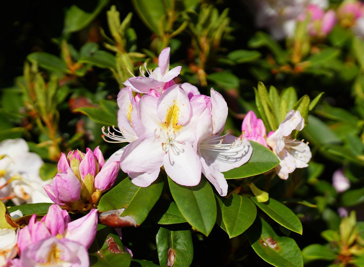 花开初夏香满园