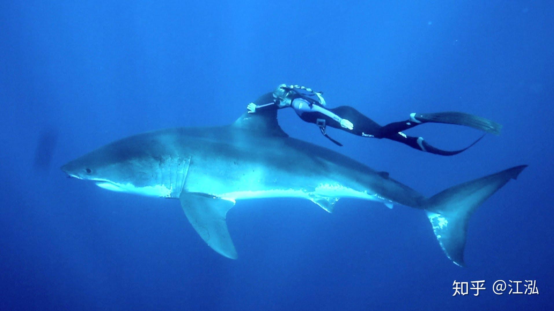 鲨鱼vs鳄鱼，41例记录 - 哔哩哔哩