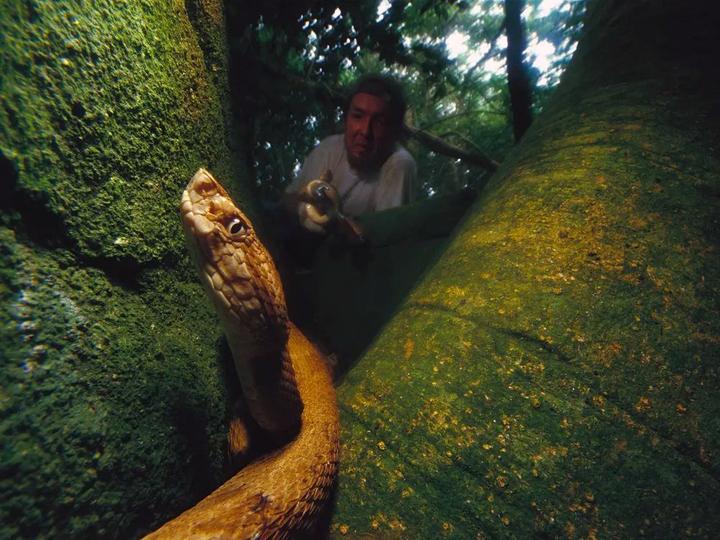 巴西蛇岛,人类禁区!世界上最致命的濒危毒蛇聚集地
