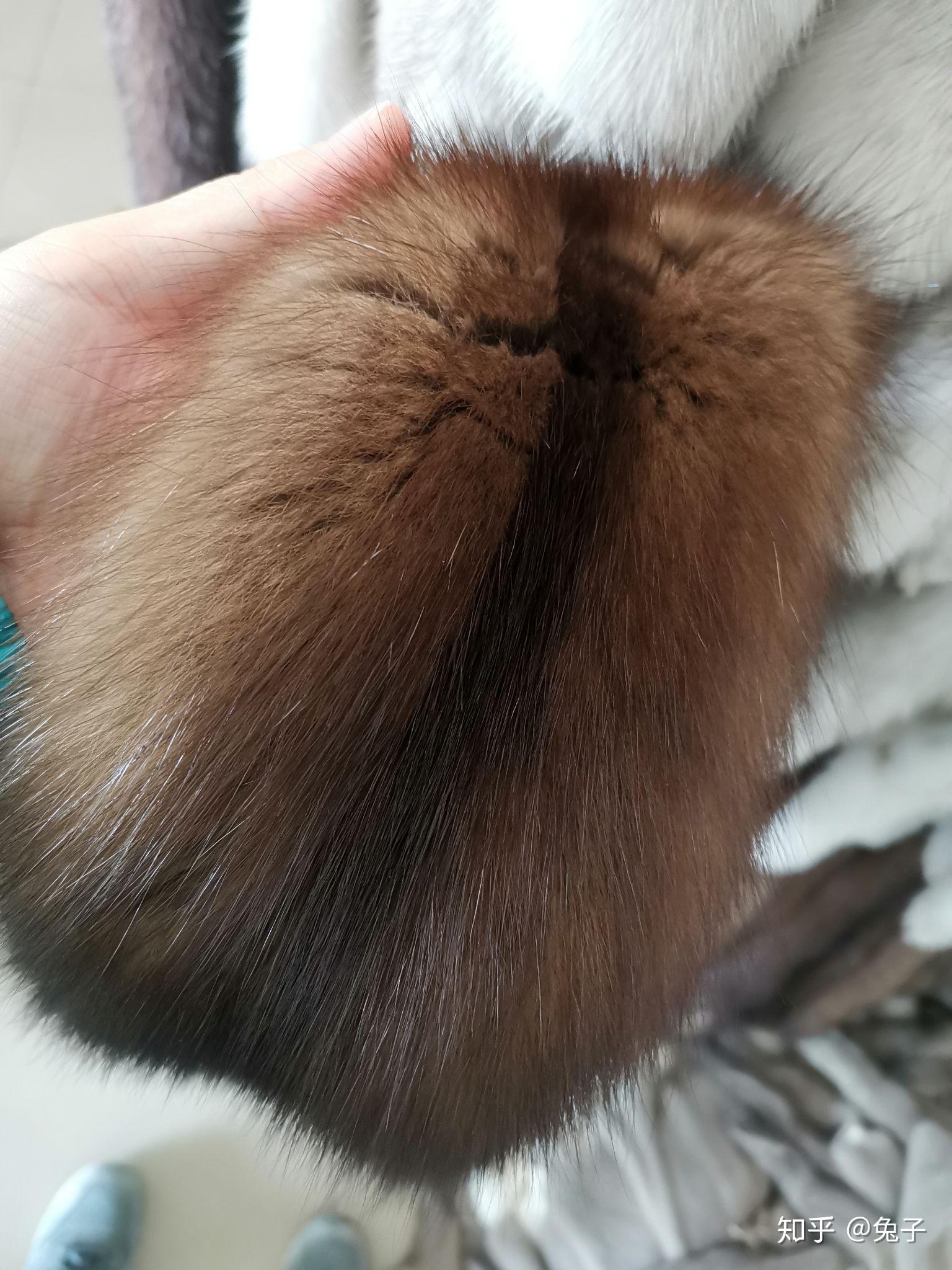 紫貂是紫色的么