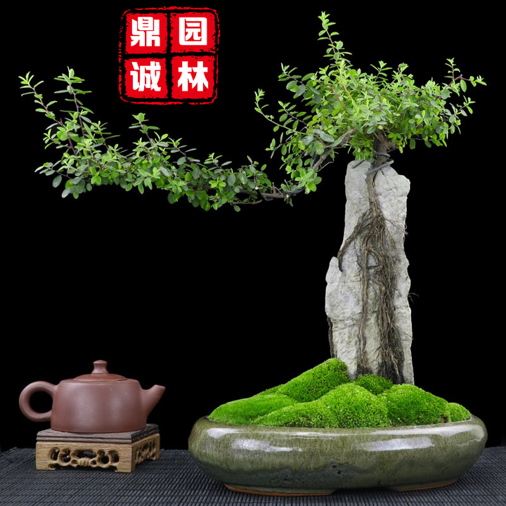 英德石附石盆景欣赏:将树木和石头巧妙地结合在一起