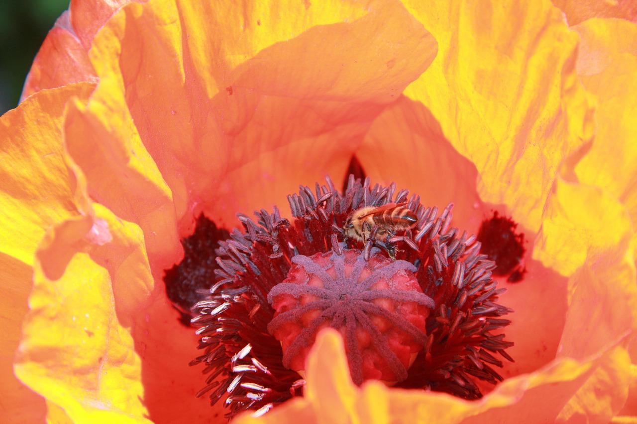 2. 罂粟播种方法