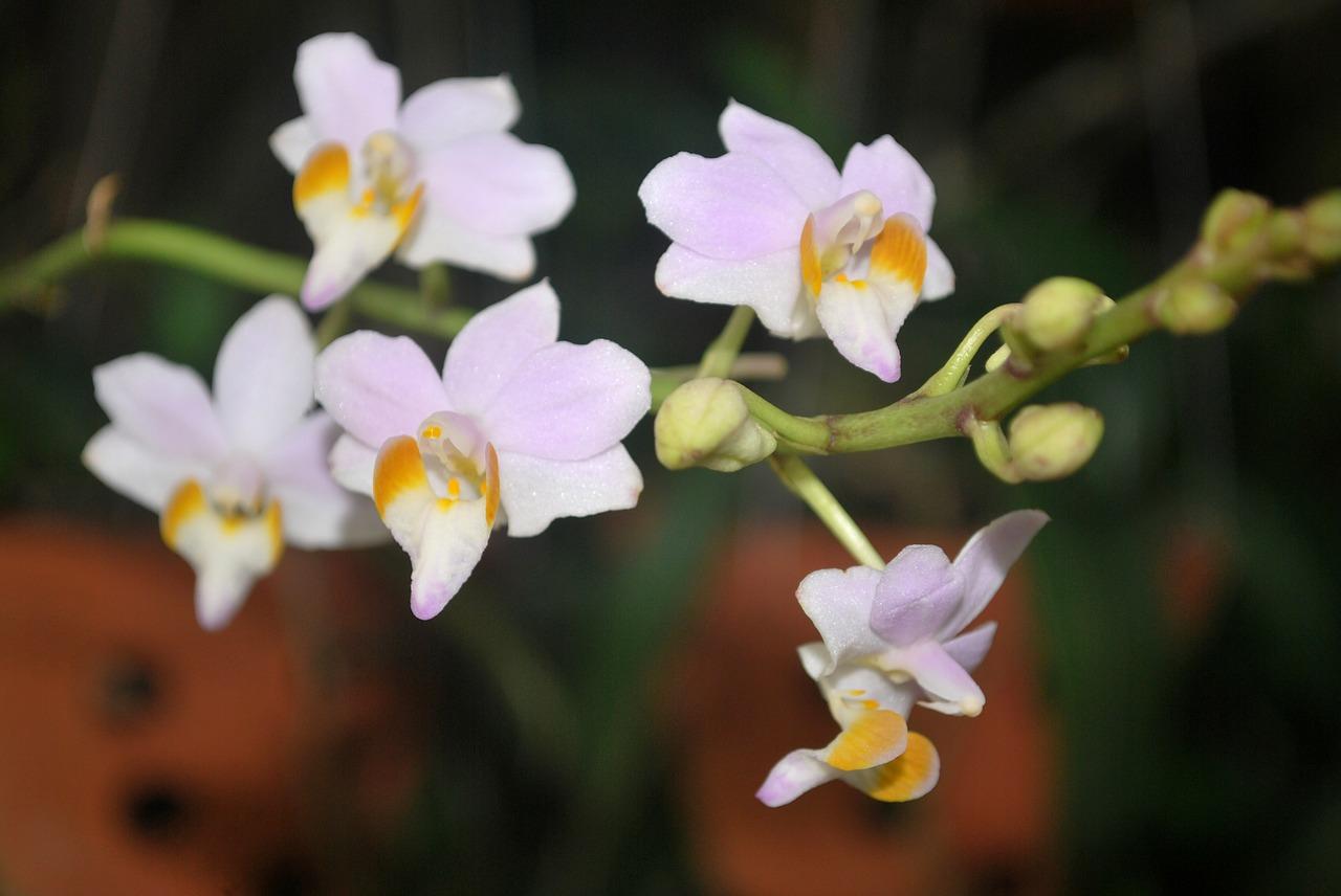 4. 兰花花期分析