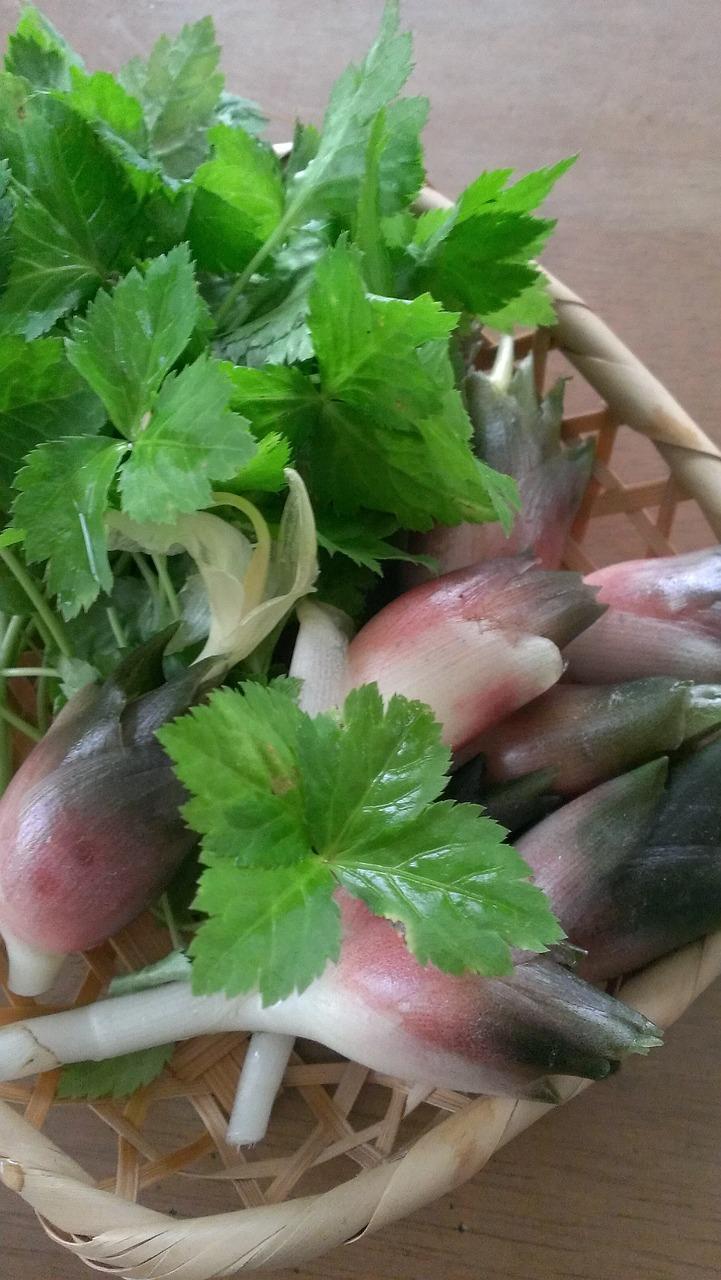 野菜的种类有多少