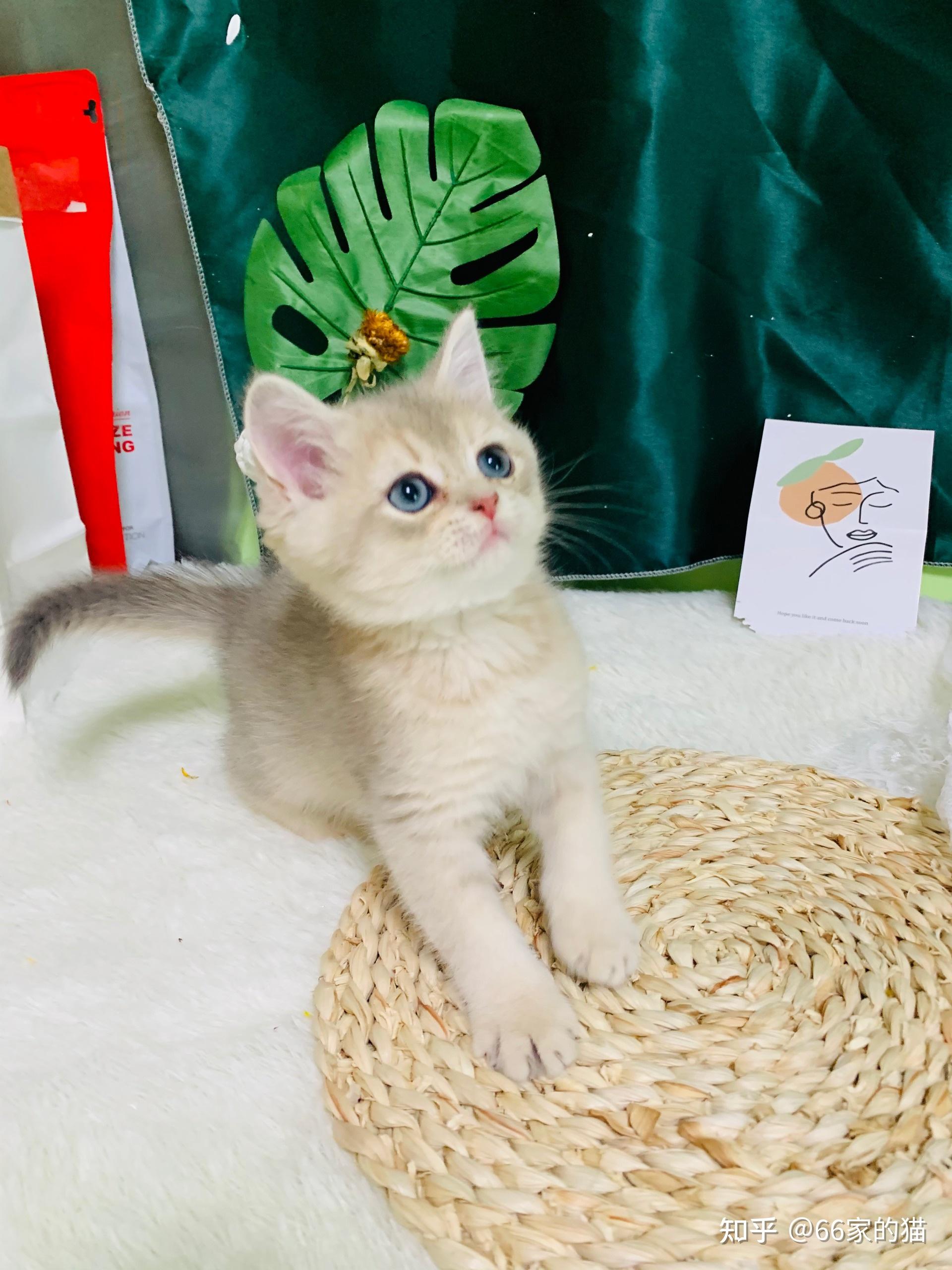 紫金渐层紫金渐层多少钱