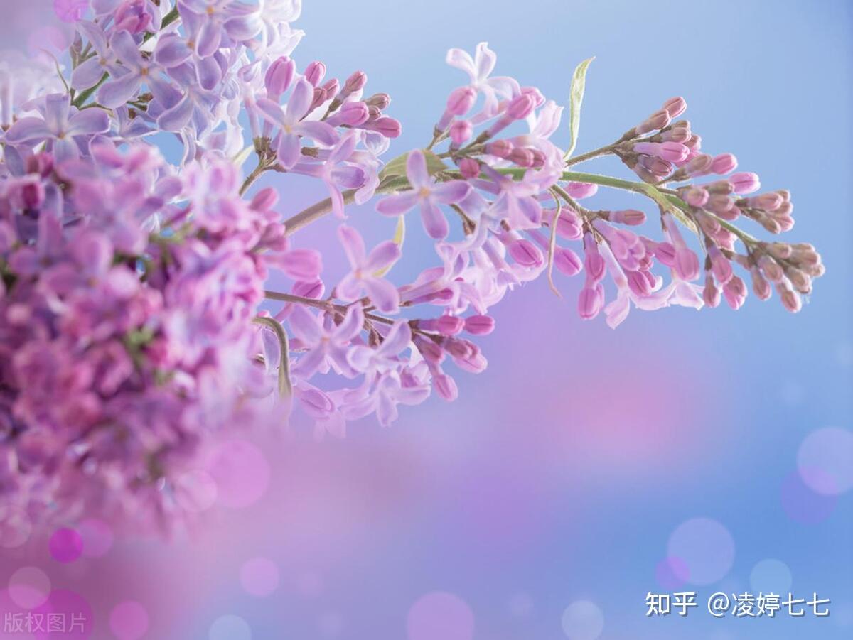 摩羯座:花非花,雾非雾,虽则七襄,不成报章,天边月,没人知 - 知乎