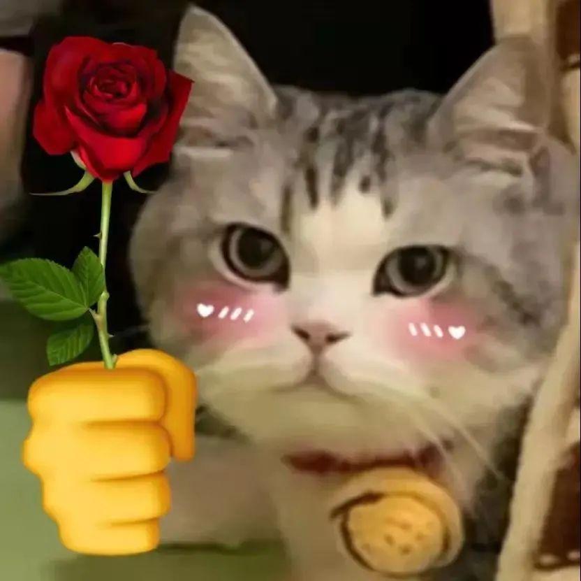 有什么有趣又有热情的表情包