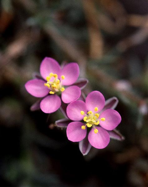 【植物界全系列】石竹目—石竹科(七):漆姑草