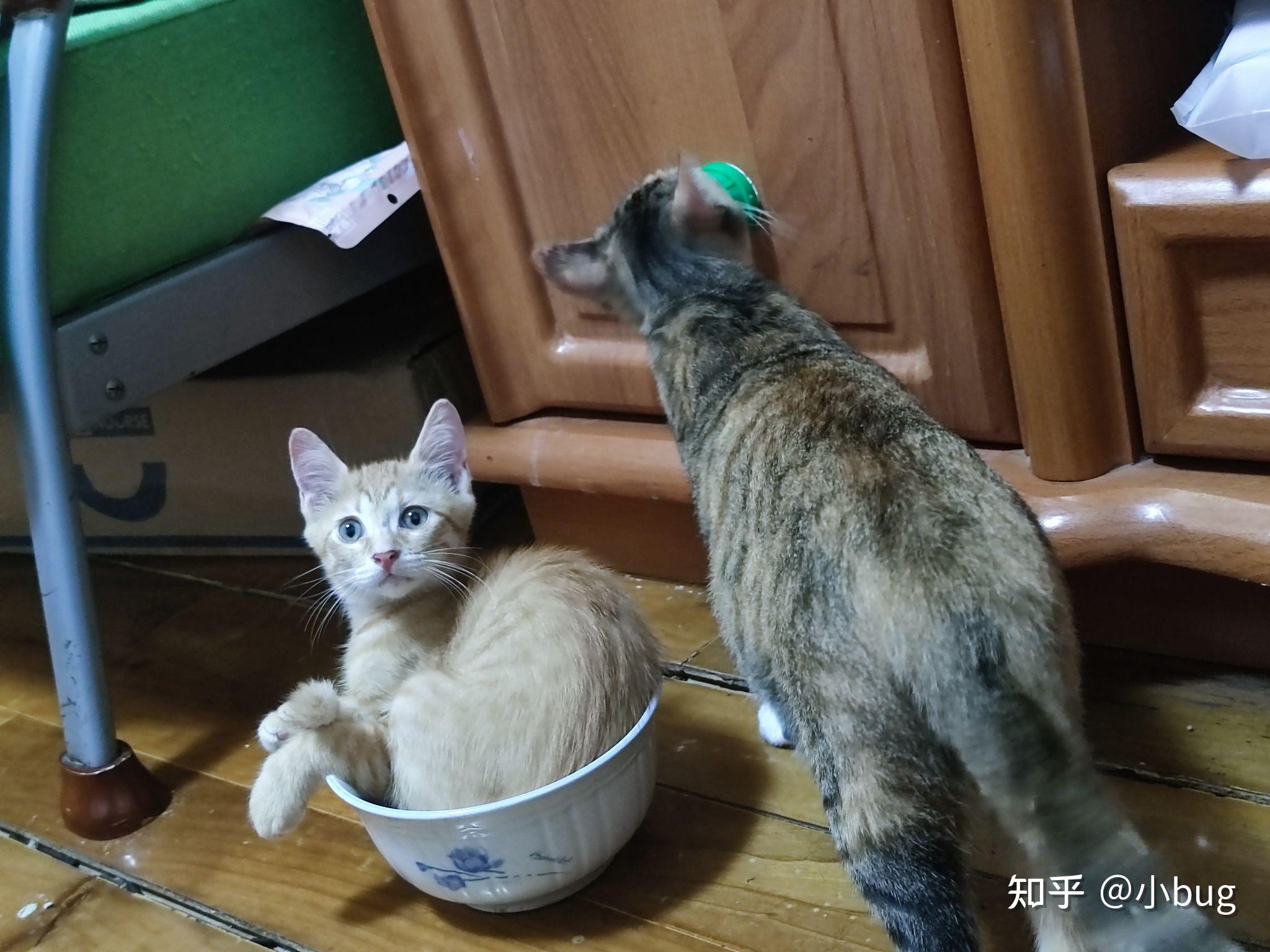 田园猫和布偶猫杂交会生出什么样的猫? - 知乎