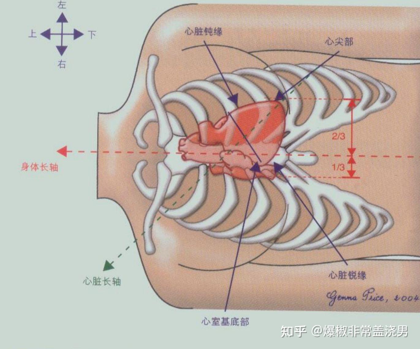 既然心脏被肺和胸口的骨头挡住了