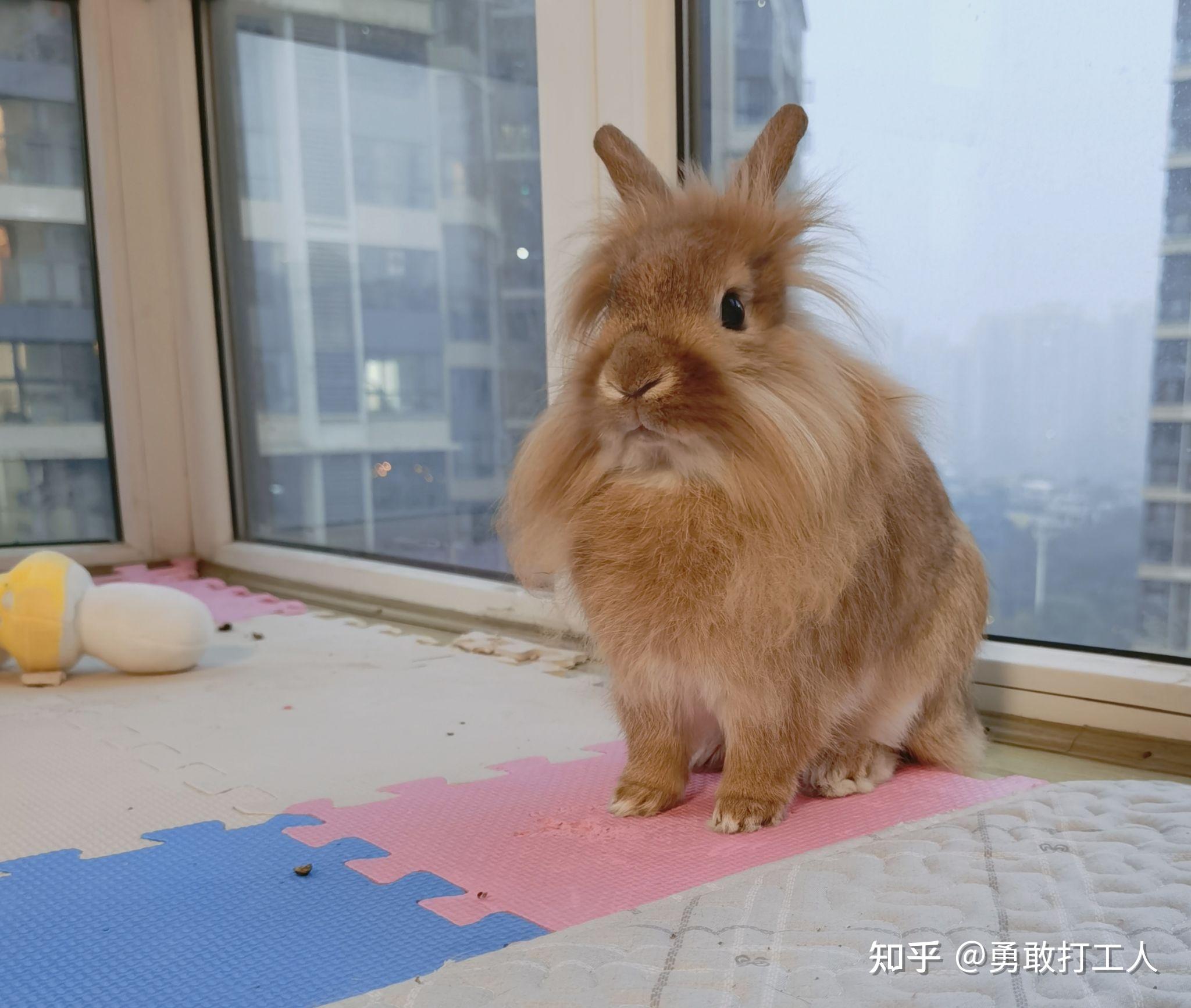 狮子兔和垂耳兔哪个更亲人一些?狮子兔是最胆小的兔子么?