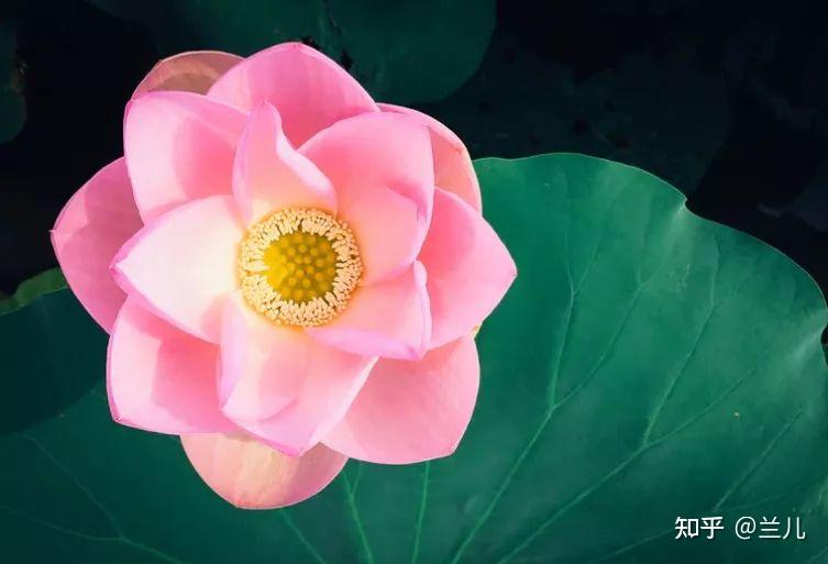 读忍辱仙人与歌利王的故事，顿然发现自己在行“假忍辱” - 知乎