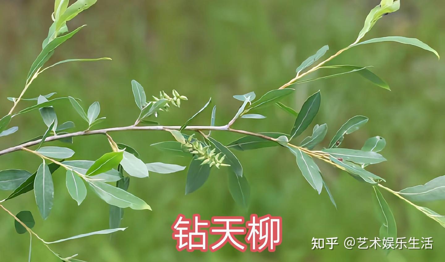 杨柳科植物有哪些 - 知乎
