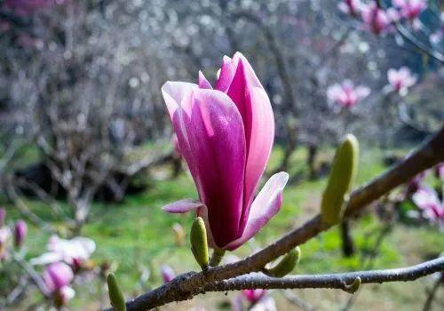 从这四首诗词看辛夷花的风姿 知乎 从这四首诗词看辛夷花的风姿 知乎