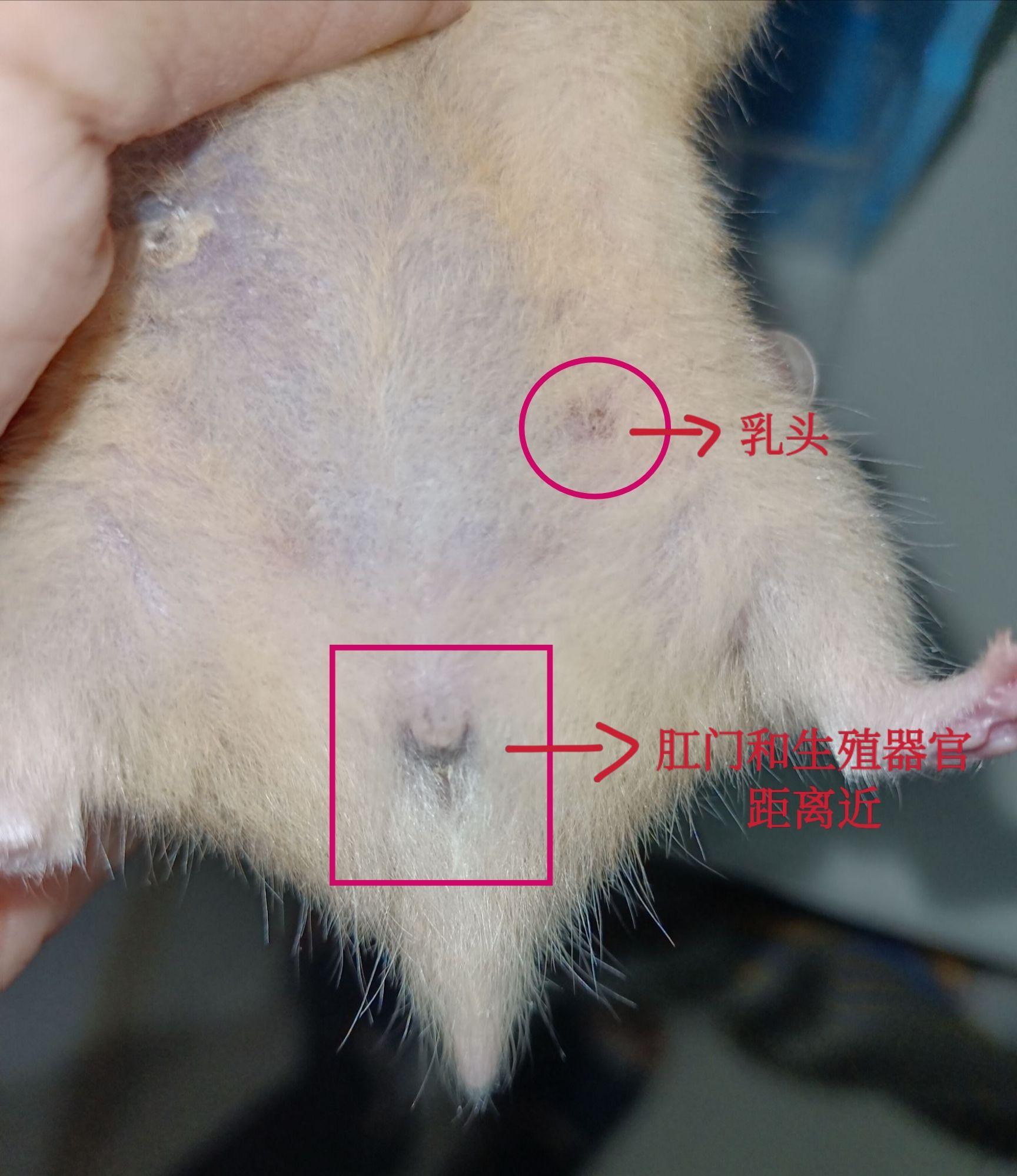 怎么分辨仓鼠公母啊!   ?