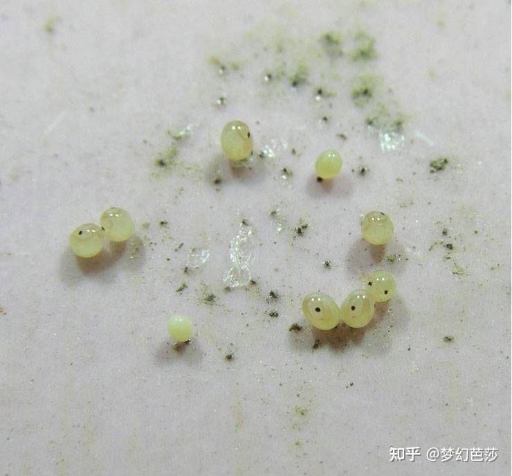 蠼螋,俗称耳夹子虫,剪刀虫,英文叫做earwigs - 知乎