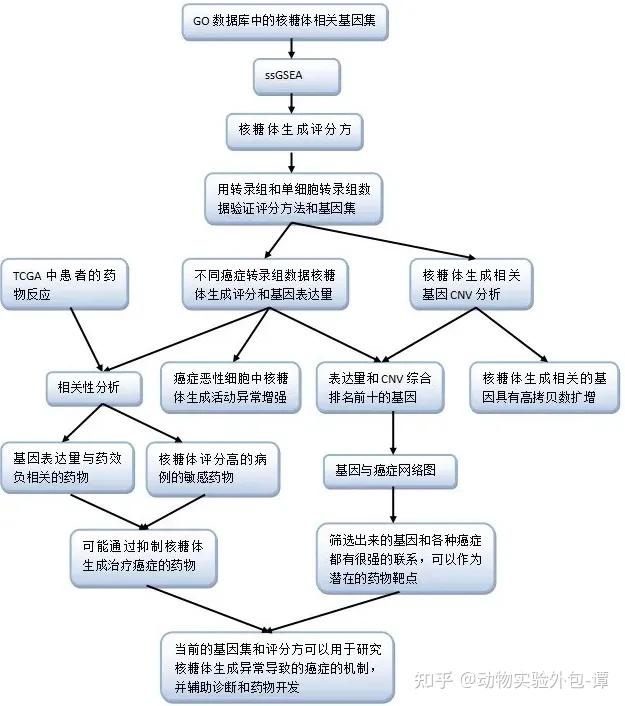 核糖体形成过程图解图片