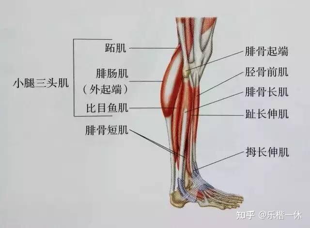 跑步老是小腿前面肌肉有點疼是姿勢不對嗎