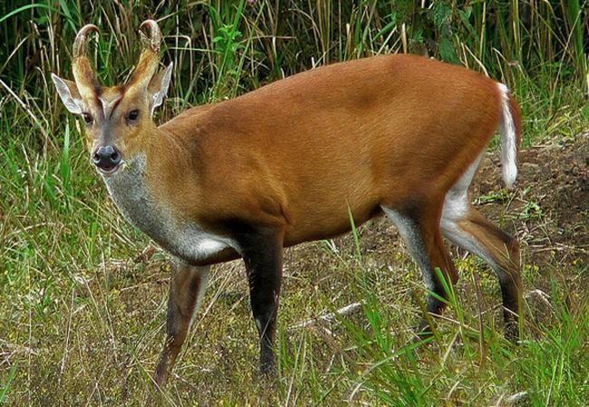 雲南有種動物方言叫苴子是什麼動物啊