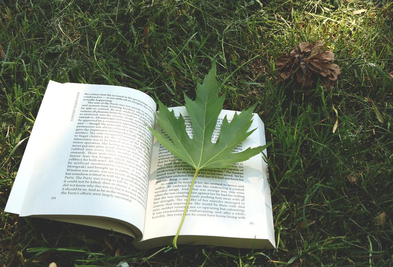 2. 豆瓣草特点解析