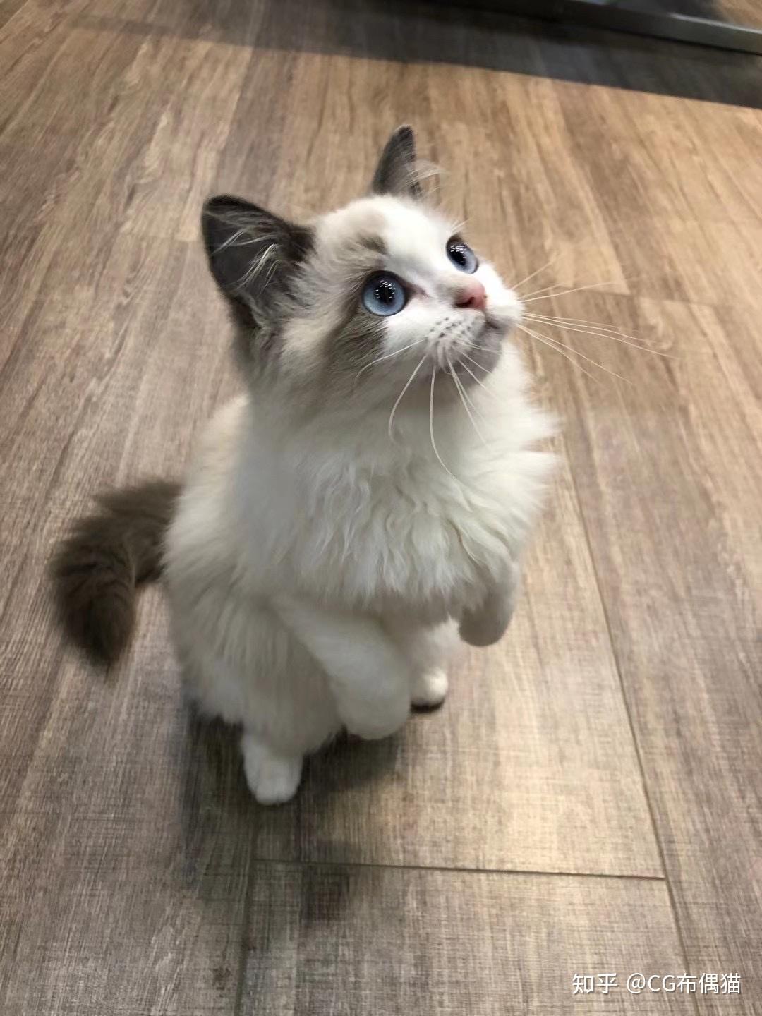 布偶猫有什么缺点?你后悔养布偶猫吗?