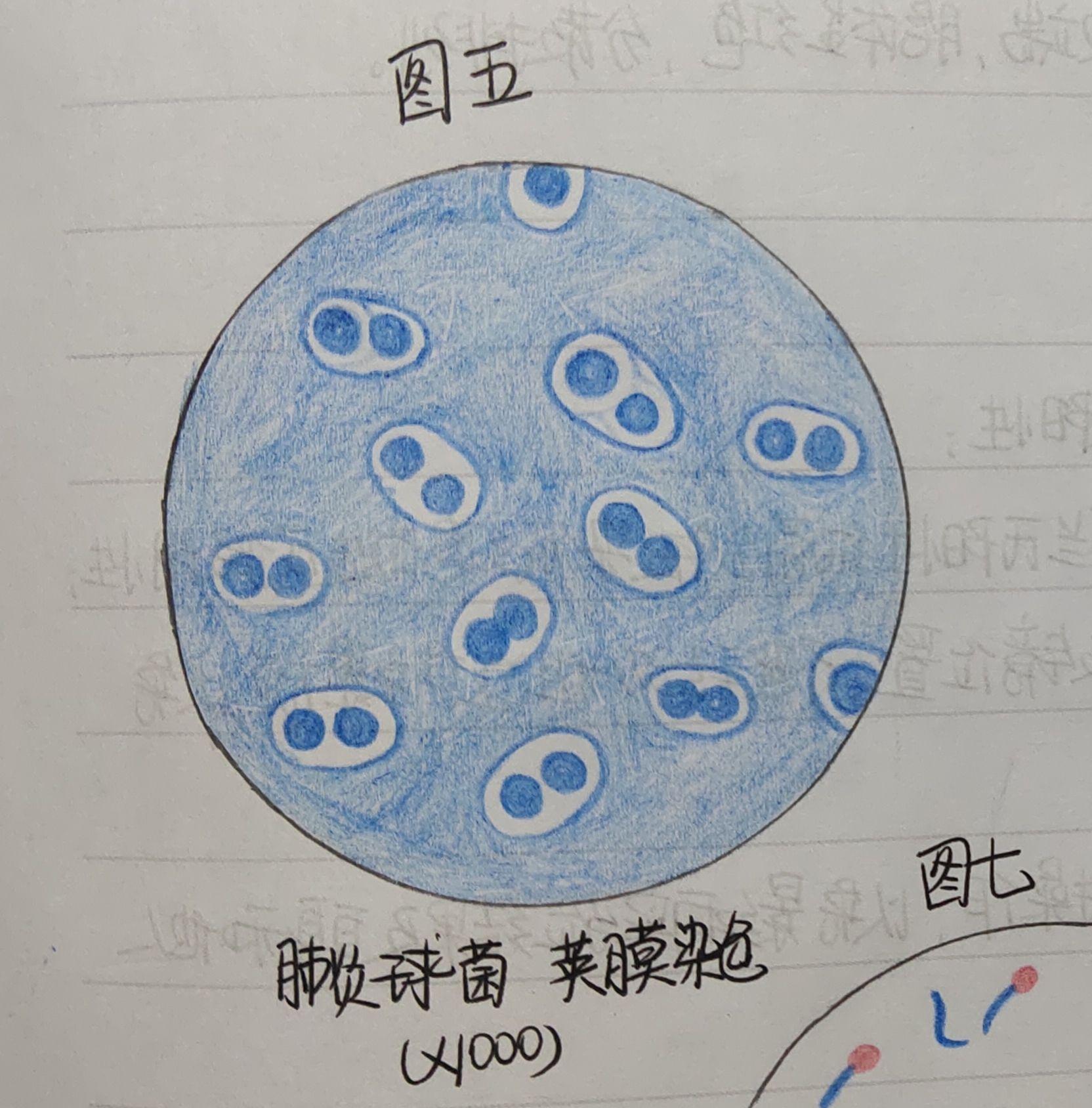 有葡萄球菌,结核杆菌,大肠杆菌,蜡样芽孢杆菌,炭疽杆菌的红蓝铅笔手绘