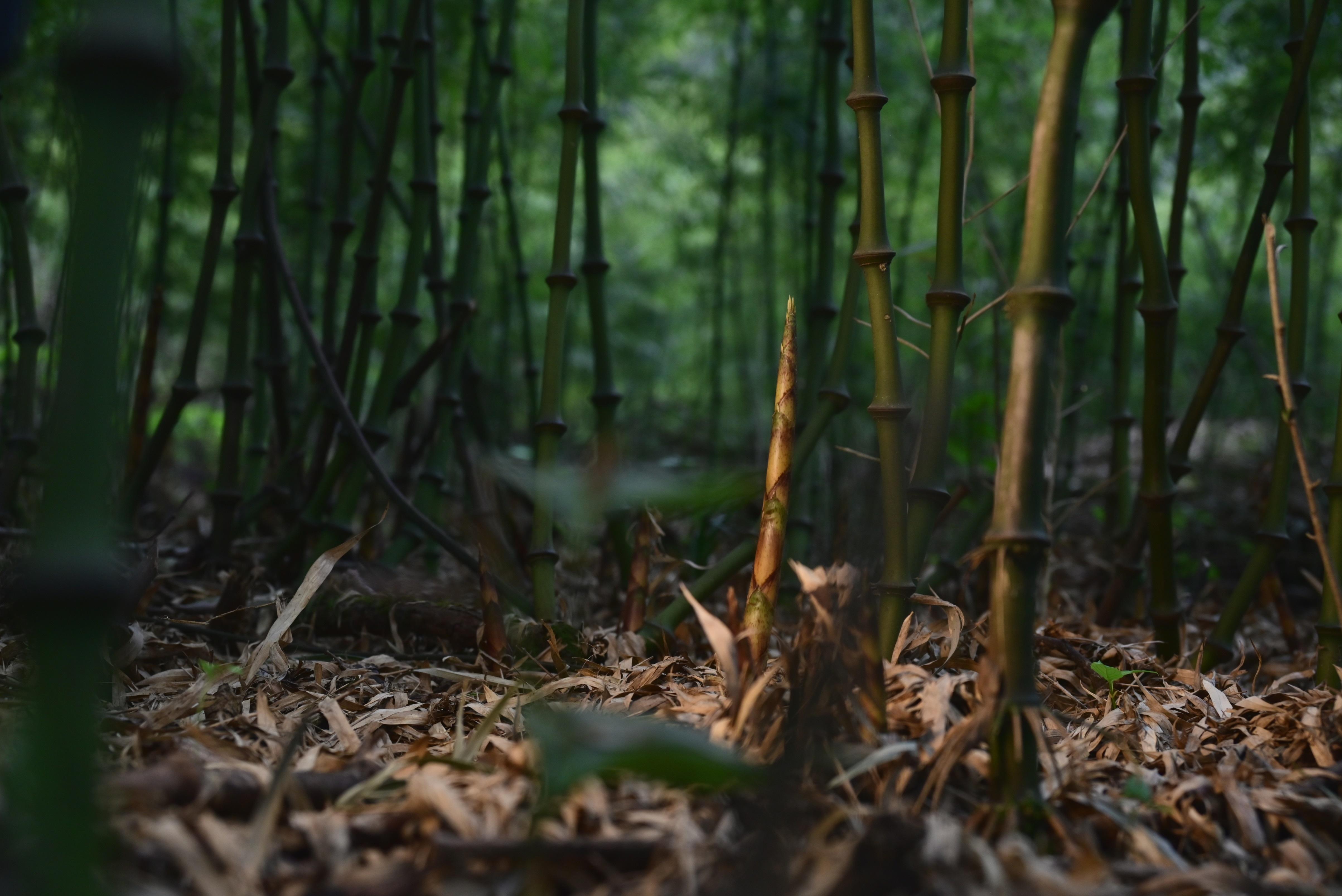 野山笋图片