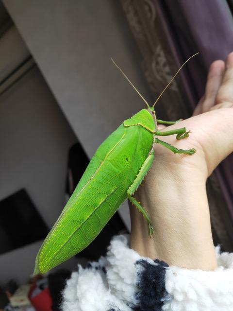 女大学生在寝室发现巨拟叶螽网友评论称以为是个玩偶结果是活的巨拟叶