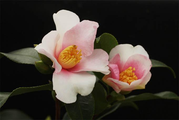 日本茶花100选-006夢