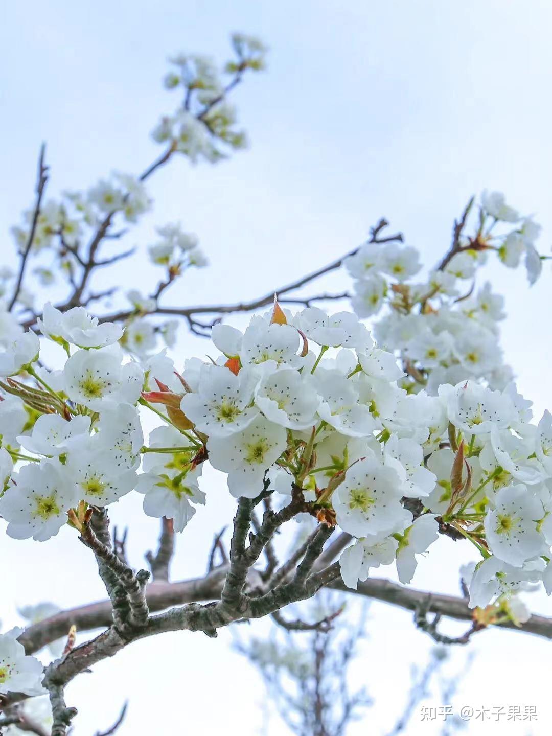 桃花李花怎么画图片