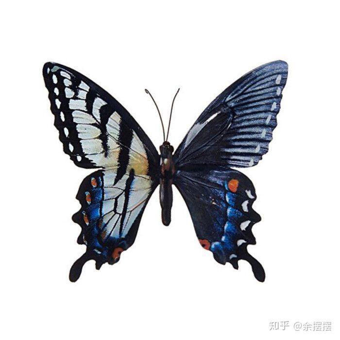 谁知道哪个品种蝴蝶左右翅膀大小不同好像叫阴阳什么蝶的