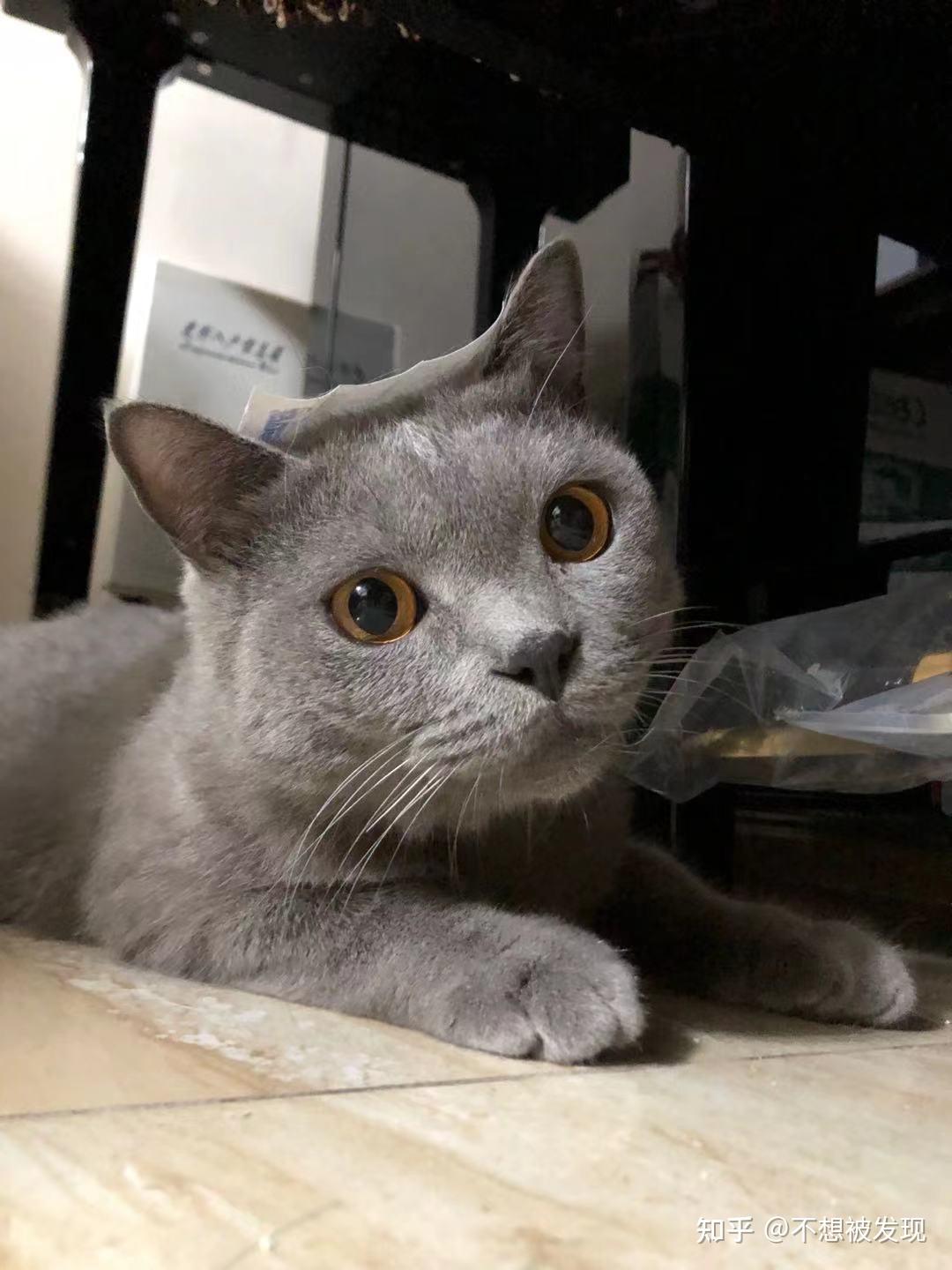 养一只特别丑的蓝猫是怎样的体验?