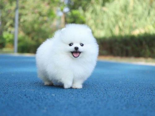 博美犬多少钱一只,饲养博美需知 - 知乎