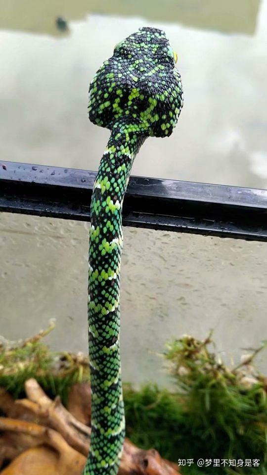 莽山烙铁头蛇有哪些形态特征