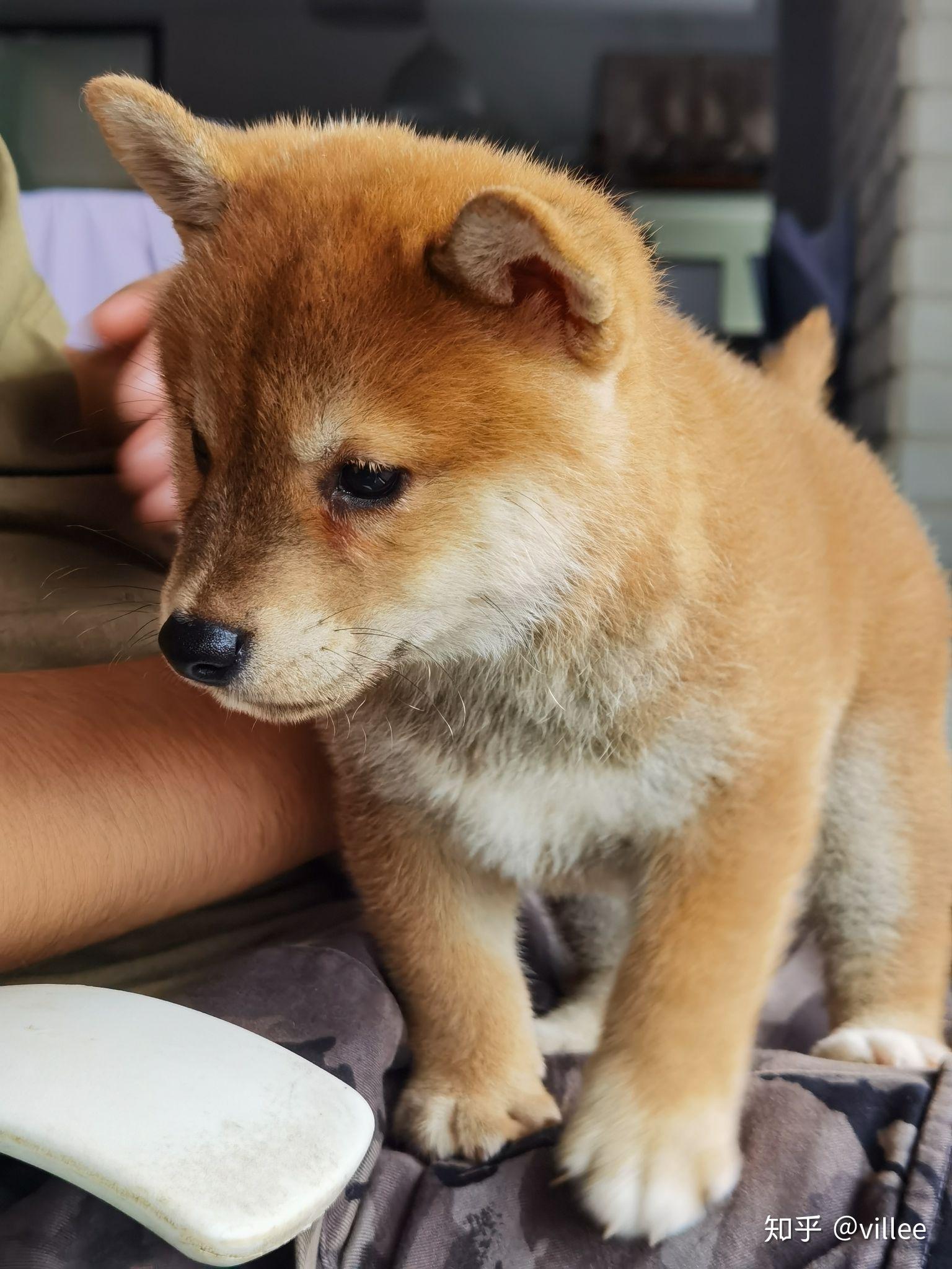 我想养柴犬好操作吗