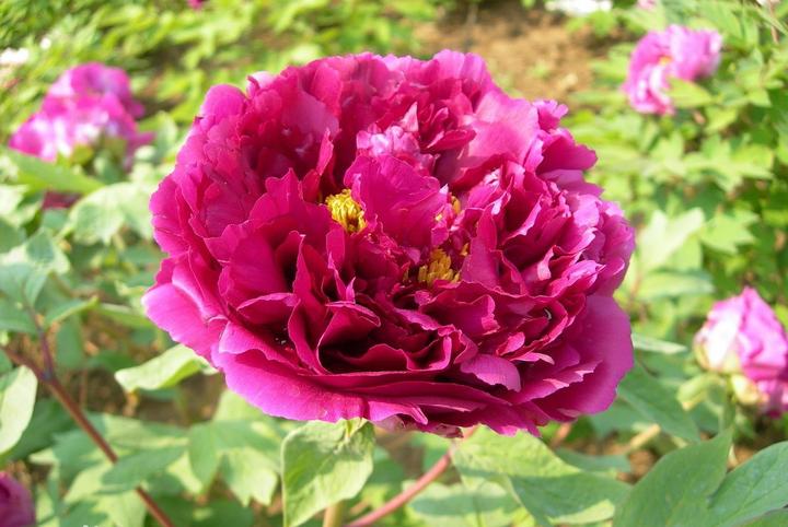 观赏牡丹品种介绍朝衣