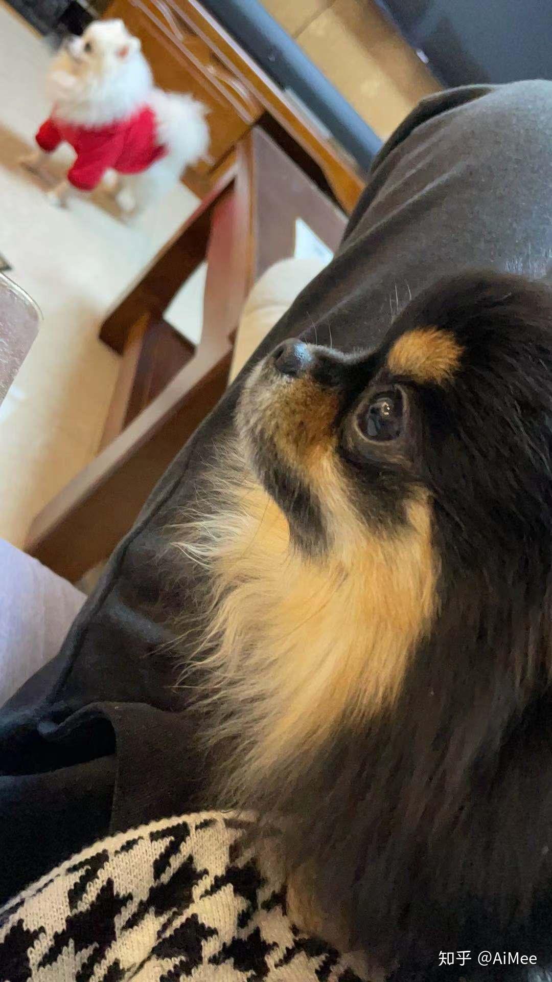 养铁包金博美是种怎样的体验