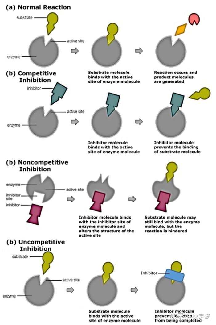 抑制剂的种类有哪些? - 知乎