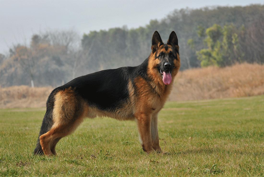 关于德牧的弓背平背品系血统