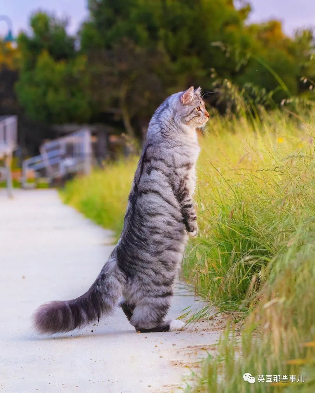 尾巴像松鼠的猫图片