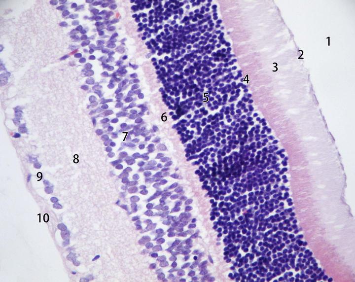 视网膜在光镜下的层次结构