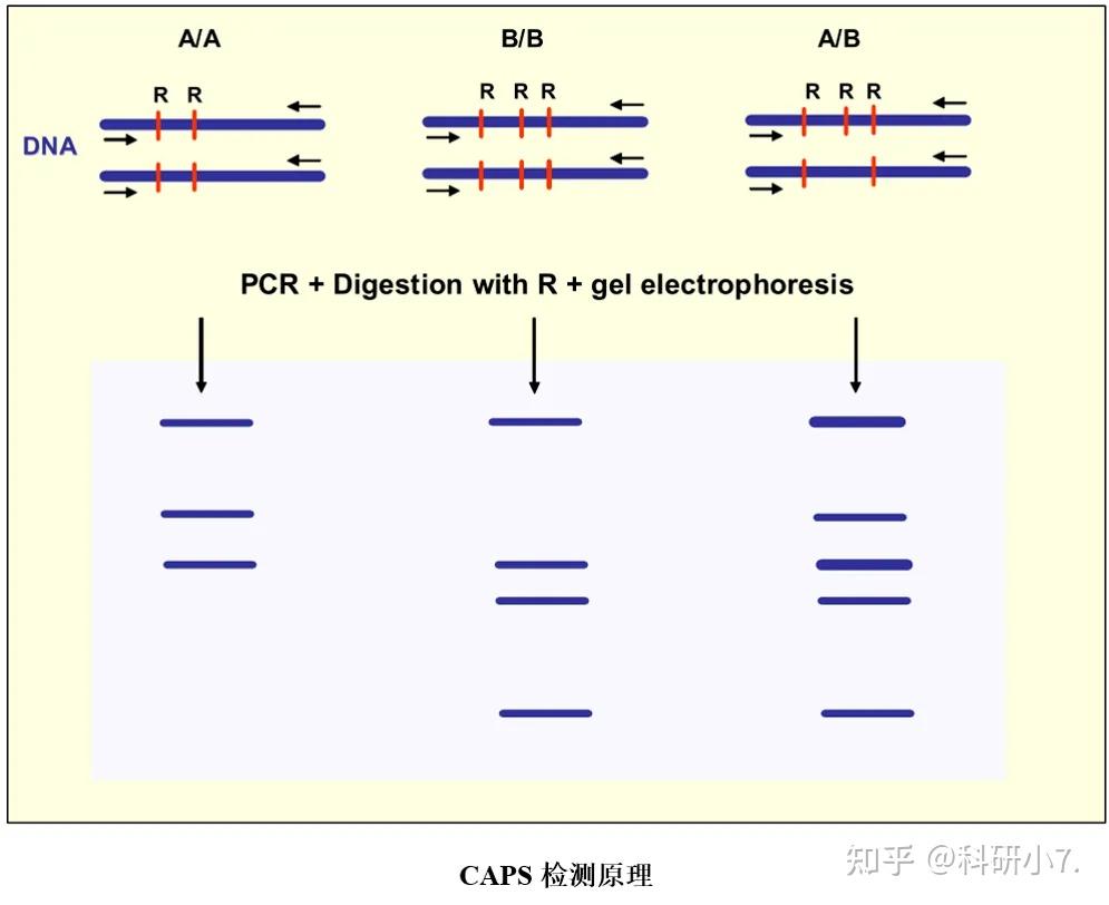 基因组遗传变异研究——SNP检测方法|生信发文利器 - 知乎