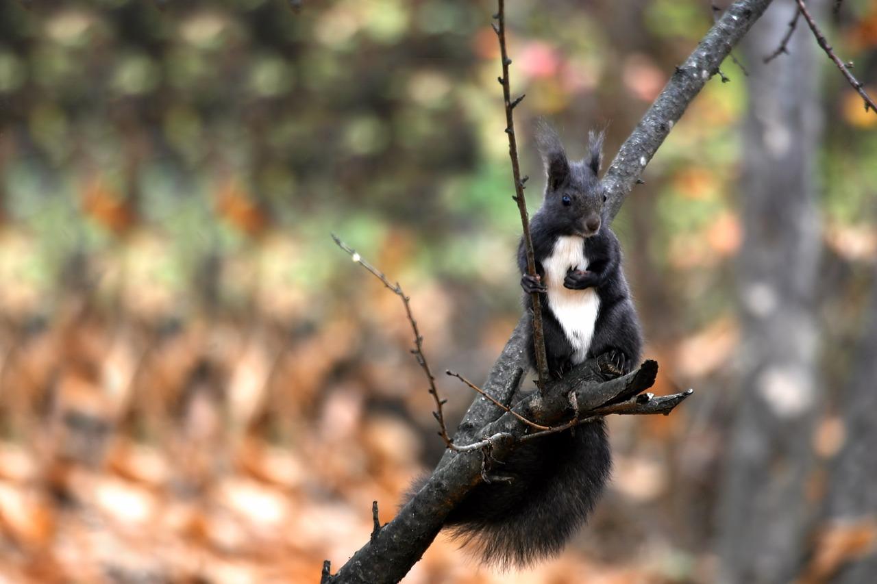 松鼠的跳跃风采