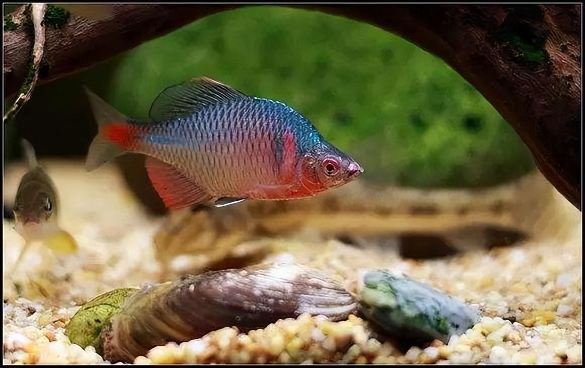 谁知道这是什么品种的鳑鲏鱼