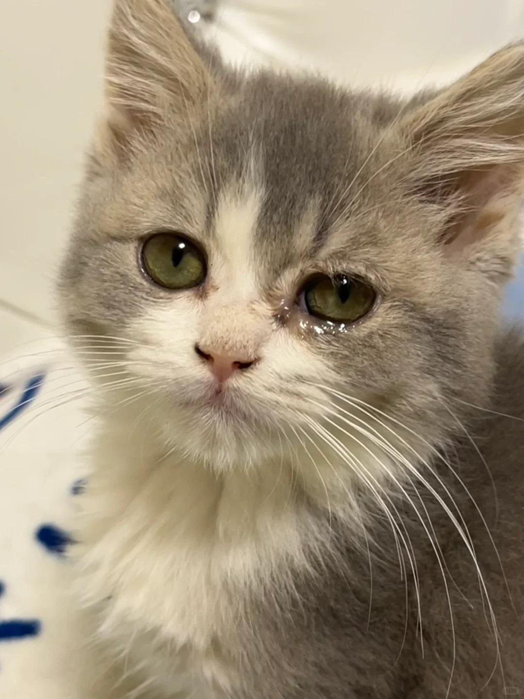 猫会哭吗?