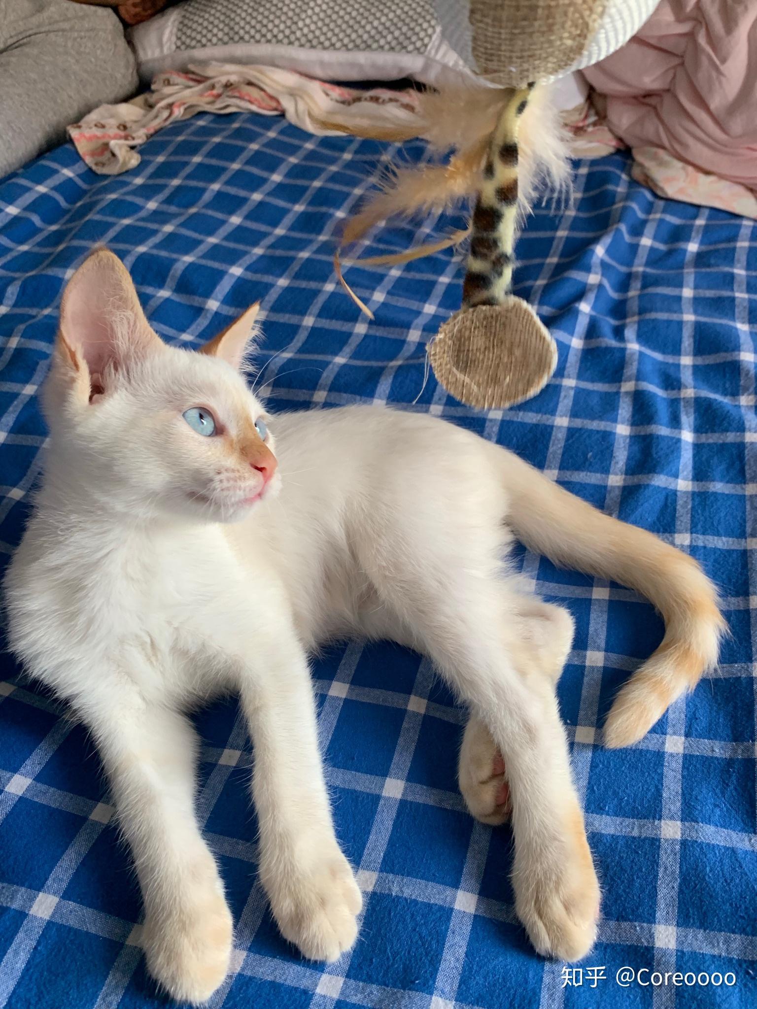 暹罗猫有啥花色呀? - 知乎