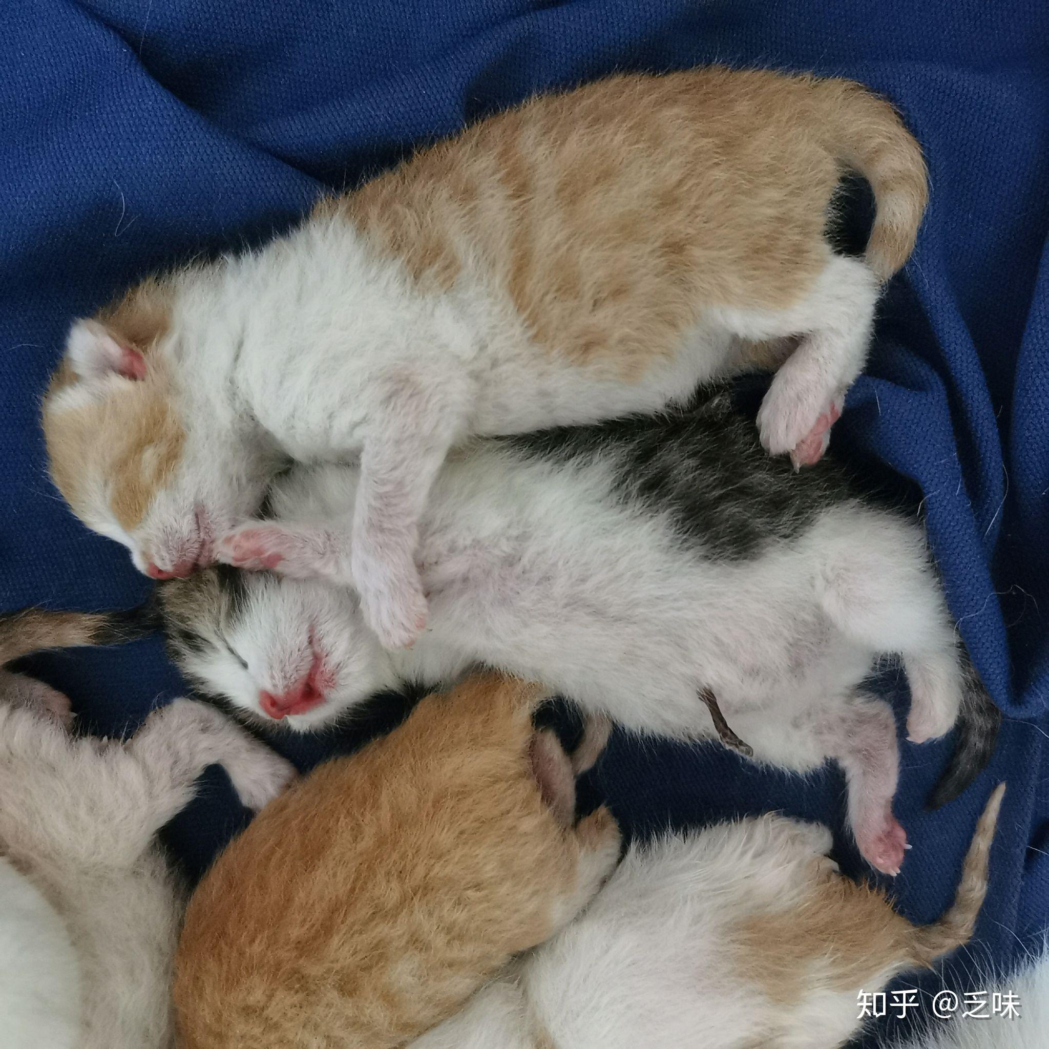 一只公虎斑美短和一只母英短乳白凯米尔色配会生出什么样的小猫咪呢