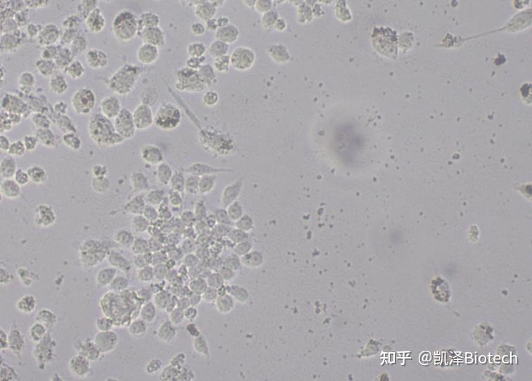 多核巨噬细胞会极化成m1或者m2型吗