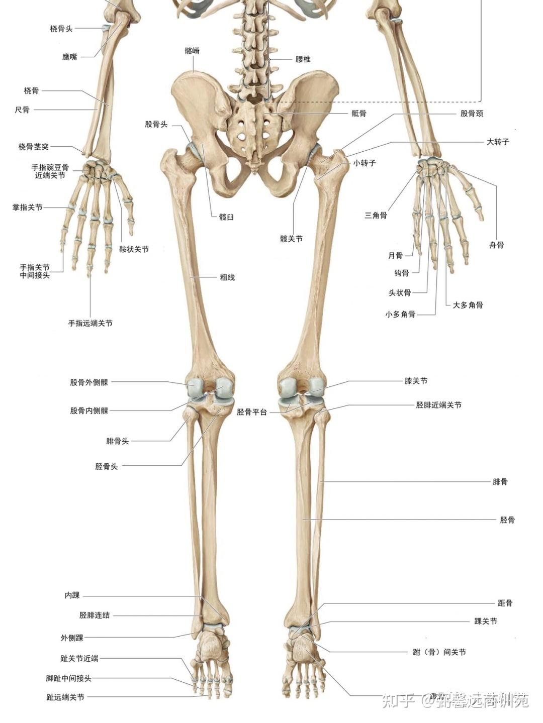 【3D人体解剖图】人体骨骼+肌肉 - 知乎