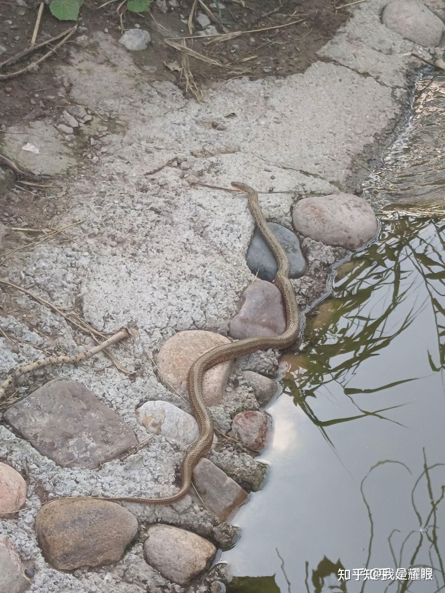 今天在家里逮着一条蛇没有见过想问问这个蛇叫啥名字